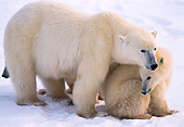 BEA 06 NE0002 01
Polar Bear Mother With Two Cubs Huddling On Snow Hudson Bay Canada