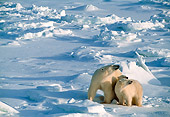 BEA 06 NE0004 01
Polar Bear Mother With Two Cubs Huddling On Snow Hudson Bay Canada