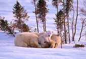 BEA 06 NE0006 01
Polar Bear Mother With Cub Huddling On Snow Canada