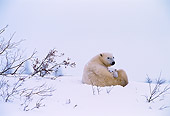 BEA 06 NE0007 01
Polar Bear Mother With Cub Huddling On Snow By Den Canada