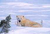 BEA 06 NE0008 01
Polar Bear Mother With Cub Huddling On Snow By Den Canada