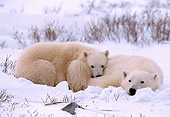 BEA 06 NE0009 01
Polar Bear Mother With Cub Huddling On Snow Canada