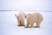 BEA 06 NE0010 01
Two Polar Bear Cubs Standing On Frozen Hudson Bay Canada