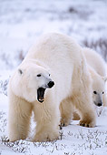 BEA 06 NE0011 01
Polar Bear Mother With Cub Standing On Snow Canada