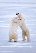 BEA 06 NE0012 01
Two Polar Bear Males Wrestling On Frozen Hudson Bay Canada