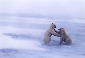 BEA 06 NE0013 01
Two Polar Bears Wrestling In Snowstorm On Frozen Hudson Bay Canada