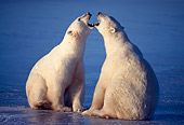 BEA 06 NE0014 01
Two Polar Bears Playing On Frozen Hudson Bay Canada