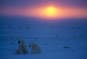 BEA 06 NE0015 01
Two Polar Bears Sitting On Frozen Hudson Bay Canada