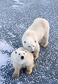 BEA 06 NE0016 01
Two Polar Bears Sitting On Frozen Hudson Bay Canada