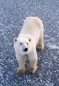 BEA 06 NE0017 01
Polar Bear Standing On Frozen Hudson Bay Canada