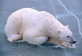 BEA 06 NE0018 01
Polar Bear Resting On Frozen Hudson Bay Canada