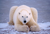 BEA 06 NE0019 01
Polar Bear Resting On Frozen Hudson Bay Canada