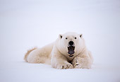 BEA 06 NE0020 01
Polar Bear Resting On Frozen Hudson Bay Canada