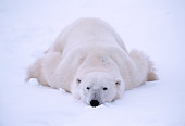 BEA 06 NE0021 01
Polar Bear Resting On Frozen Hudson Bay Canada