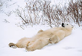 BEA 06 NE0022 01
Polar Bear Resting On Snow Hudson Bay Canada