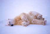 BEA 06 NE0023 01
Polar Bear Resting On Frozen Hudson Bay Canada