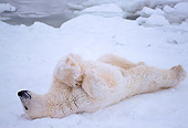 BEA 06 NE0024 01
Polar Bear Resting On Frozen Hudson Bay Canada