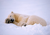 BEA 06 NE0025 01
Polar Bear Resting On Frozen Hudson Bay Canada