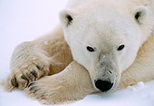 BEA 06 NE0026 01
Polar Bear Resting On Frozen Hudson Bay Canada