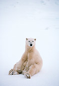 BEA 06 NE0027 01
Polar Bear Sitting On Frozen Hudson Bay Canada