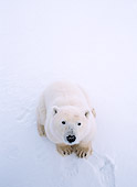 BEA 06 NE0028 01
Polar Bear Sitting On Frozen Hudson Bay Canada