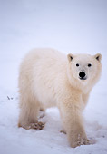 BEA 06 NE0029 01
Polar Bear Cub Standing On Frozen Hudson Bay Canada