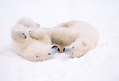 BEA 06 NE0030 01
Polar Bear Cubs Playing On Frozen Hudson Bay Canada