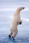 BEA 06 NE0031 01
Polar Bear Standing On Frozen Hudson Bay Canada