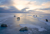 BEA 06 NE0032 01
Polar Bears Gathering On Frozen Hudson Bay Canada