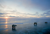 BEA 06 NE0033 01
Polar Bears Walking On Frozen Hudson Bay Canada