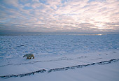 BEA 06 NE0034 01
Polar Bear Walking On Frozen Hudson Bay Canada