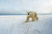 BEA 06 NE0036 01
Polar Bear Walking On Snow And Dry Grass Canada