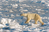 BEA 06 NE0038 01
Polar Bear Walking On Snow Profile Canada