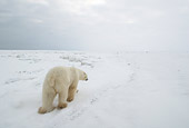BEA 06 NE0043 01
Polar Bear Walking Away On Snow Canada