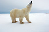BEA 06 NE0044 01
Polar Bear Standing On Snow Raising Head Canada