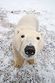 BEA 06 NE0046 01
Polar Bear Standing On Snow Looking At Camera Canada