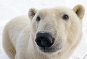 BEA 06 NE0047 01
Polar Bear Standing On Snow Looking At Camera Canada