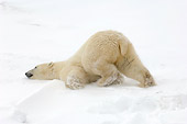 BEA 06 NE0048 01
Polar Bear Rubbing Chest On Snow Canada