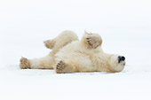BEA 06 NE0049 01
Male Polar Bear Rolling On Back On Snow Canada