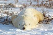 BEA 06 NE0052 01
Polar Bear Sleeping Flat On Stomach On Snow And Dry Grass Canada