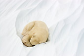 BEA 06 NE0053 01
Polar Bear Sleeping Curled Up On Snow Canada