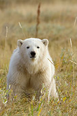 BEA 06 NE0060 01
Polar Bear Cub Sitting In Dry Grass On Tundra Head On Canada