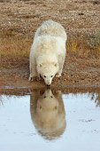 BEA 06 NE0062 01
Polar Bear Cub Drinking Water On Tundra Canada