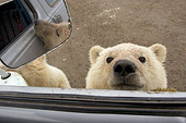 BEA 06 NE0063 01
Polar Bear Cub Peeking In Truck Window Canada