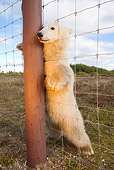 BEA 06 NE0064 01
Polar Bear Cub Standing Up Looking Through Wire Fence Canada
