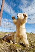 BEA 06 NE0065 01
Two Polar Bear Cubs Looking Through Wire Fence Canada