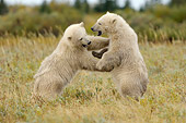 BEA 06 NE0066 01
Two Polar Bear Cubs Play Fighting On Tundra Canada