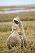 BEA 06 NE0067 01
Two Polar Bear Cubs Play Fighting On Tundra Canada