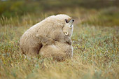BEA 06 NE0068 01
Two Polar Bear Cubs Play Fighting On Tundra Canada