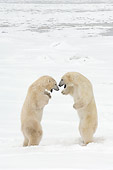 BEA 06 NE0069 01
Two Polar Bears Play Fighting On Snow Canada
